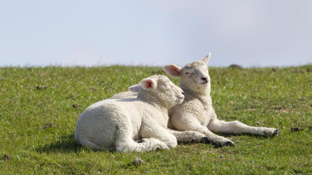 Nordsee Bauernhof Familie Wulff Fewo "Suedfall" Reußenköge Zewnętrze zdjęcie